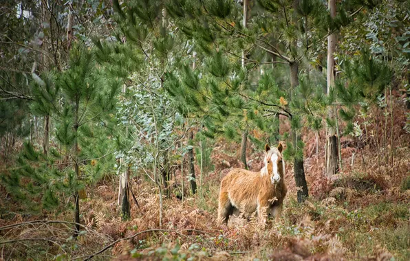Summer, nature, horse