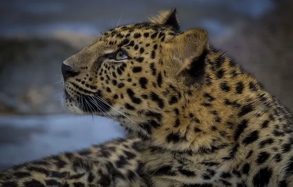 Interest, leopard, looking up
