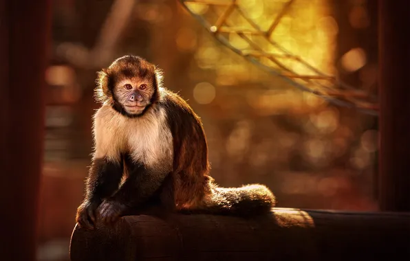 Look, animal, paws, monkey