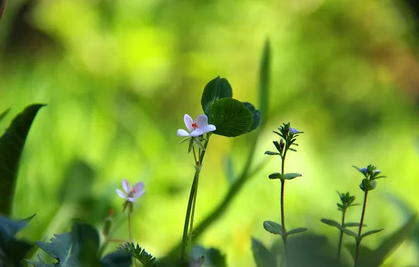 Leaves, petals, stem, white, bokeh, wildflowers