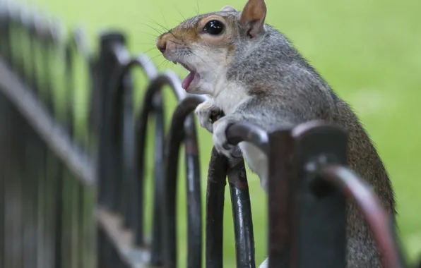 Surprise, fence, protein