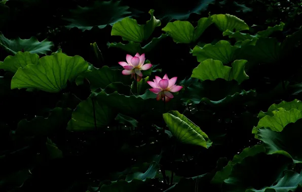 Flower, leaves, water, pond, Lotus, Lotus, flower, water