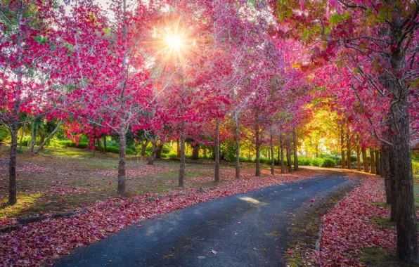 The city, Park, spring, Adelaide Hills