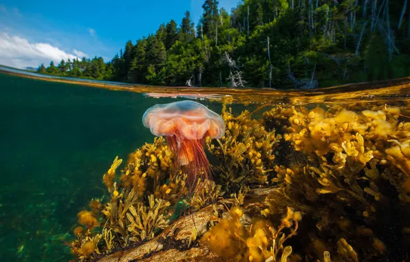 Sea, trees, Medusa, Canada, Newfoundland, Gros Morne