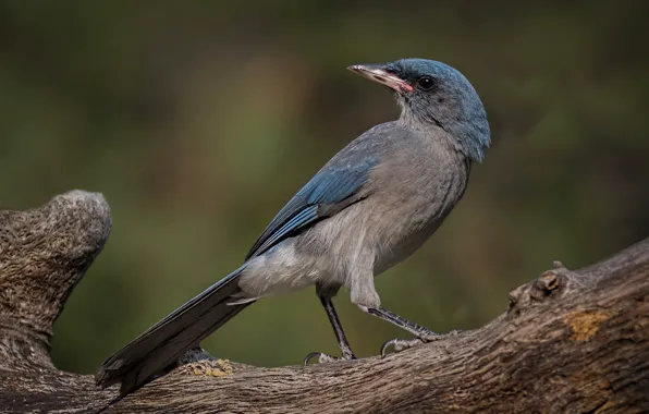 Picture bird, beak, tail, shrub Jay
