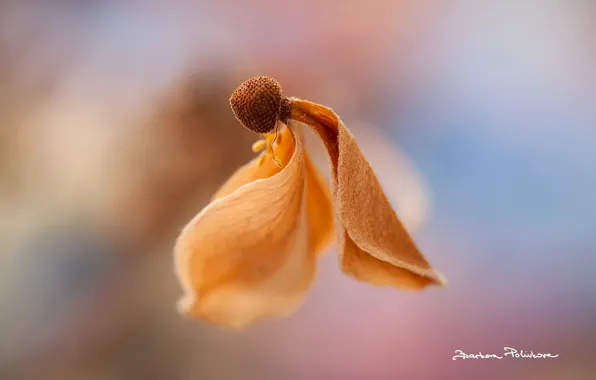 Autumn, flower, macro, background, dry