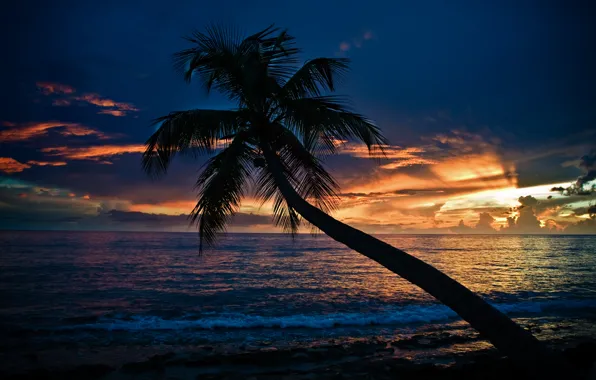Sea, beach, sunset, palm trees