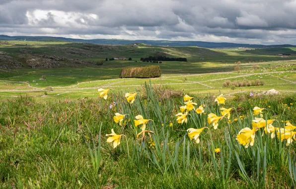 Field, grass, clouds, light, flowers, hills, spring, dal