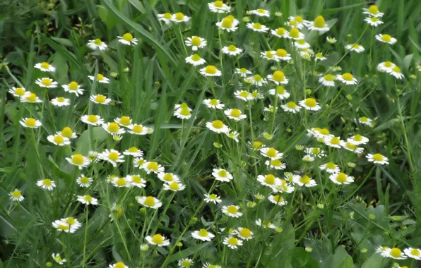 Flowers, Chamomile, Meadow, Meduzanol ©, Spring 2018