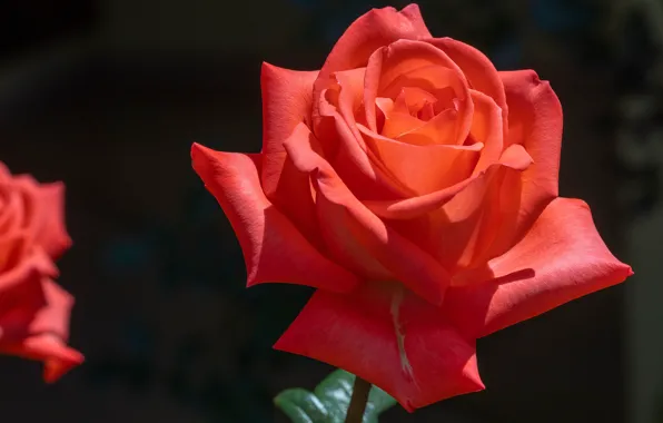 Macro, background, rose, petals, Bud, scarlet