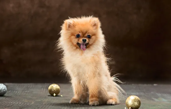 Language, look, balls, background, dog, Christmas, floor, puppy