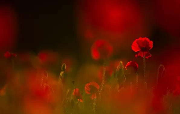 Field, flowers, background, glade, Mac, Maki, red, al
