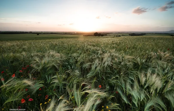 Picture field, the sky, the sun, spring