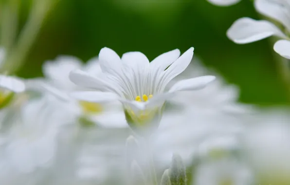 Spring, Spring, Bokeh, Bokeh, White flower, Cerastium, White flower