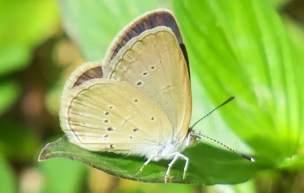 Leaves, microsemi, butterfly, wings, insect, beautiful, closeup