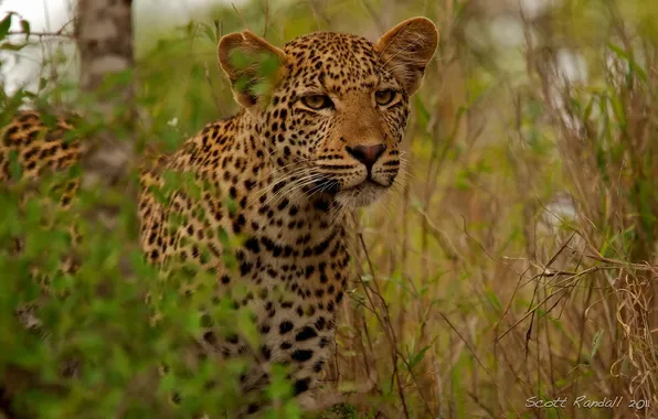 Picture look, face, predator, leopard, leopard