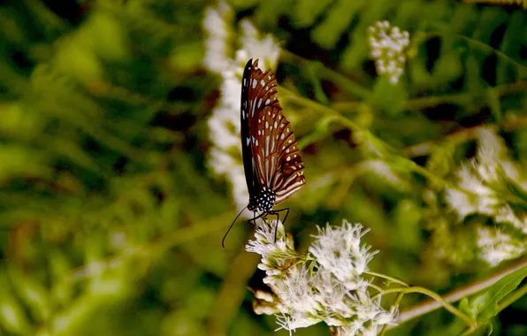 Flowers, butterfly, plant