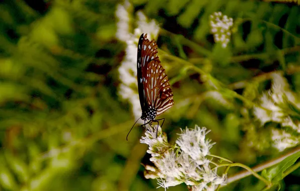 Picture flowers, butterfly, plant