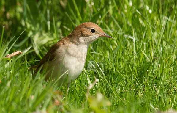 Grass, bird, Nightingale