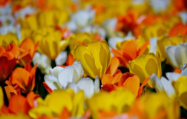 Field, spring, petals, meadow, tulips