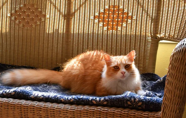 Picture cat, cat, look, light, comfort, room, sofa, furniture