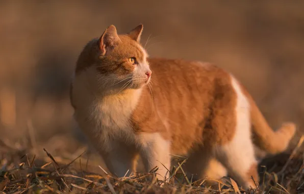 Picture cat, cat, look, background, red