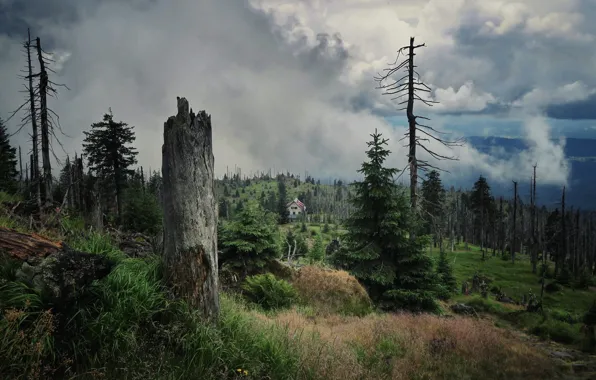Forest, view, stump, ate, trunk, house