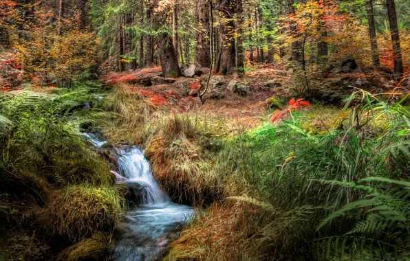 Autumn, forest, nature