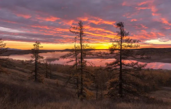 Picture forest, the sun, trees, sunset, branches, fog, river, mountain