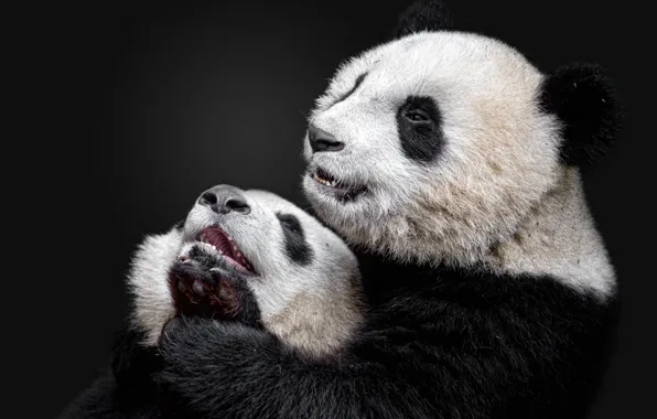 Picture Panda, bamboo bear, the giant Panda