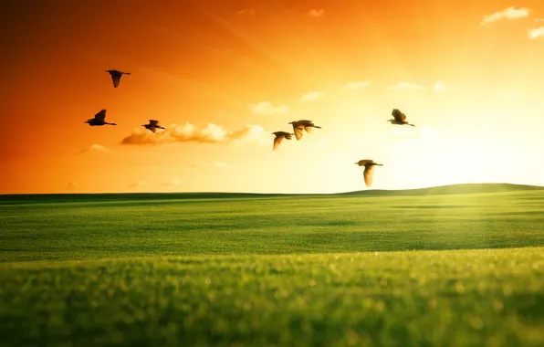 Field, the sky, the sun, landscape, sunset, birds, nature, green