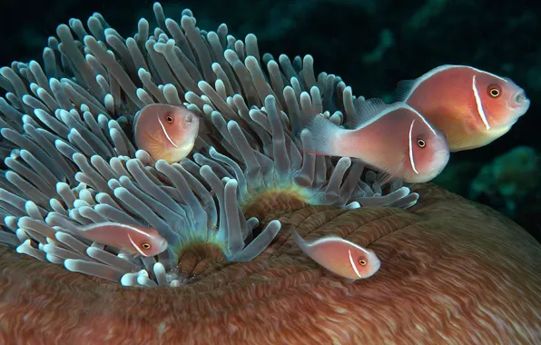 Water, nature, fish, anemones