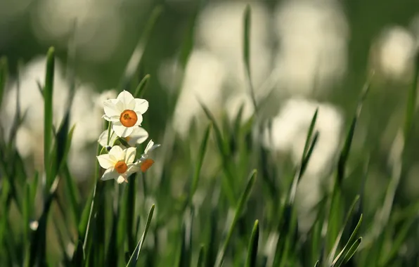 Picture grass, the sun, flowers, white, daffodils, bokeh
