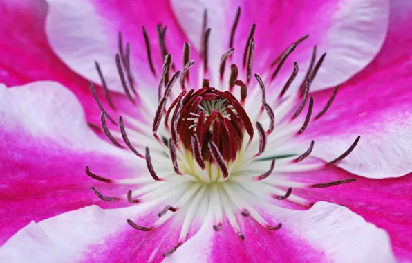 Picture flower, nature, texture, petals, clematis