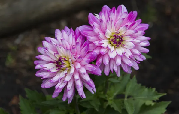 Flowers, pink, dahlias