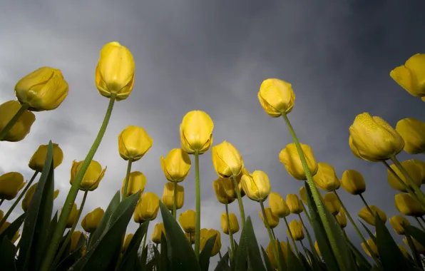 Picture the sky, yellow, green, Rosa, tulips