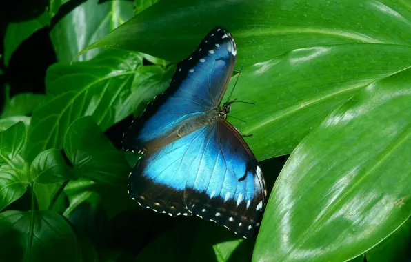Leaves, microsemi, butterfly, wings, insect, beautiful, closeup