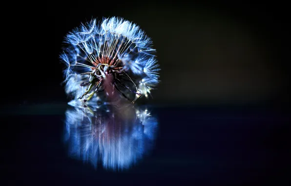 Flower, reflection, dandelion, blade of grass