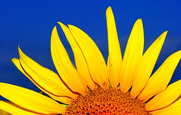 Flower, the sky, sunflower, petals