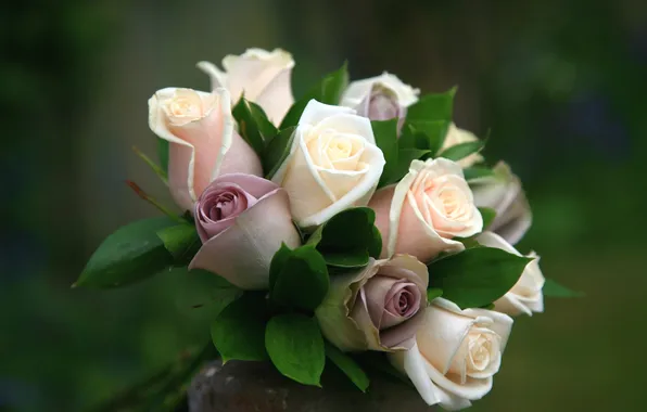 Background, tenderness, roses, bouquet, green background