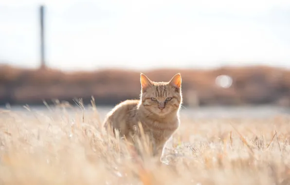 Grass, field, cat, sunny