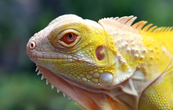 Look, face, portrait, yellow, iguana, reptile