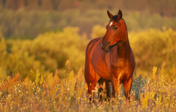 Field, light, horse, horse, morning, chestnut
