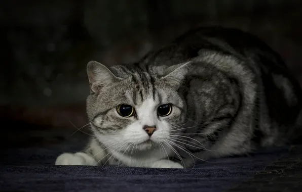 Cat, eyes, cat, look, tabby