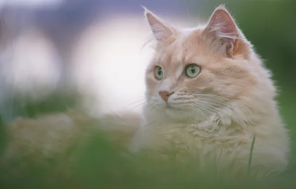 Picture cat, grass, cat, look, muzzle, bokeh, cat