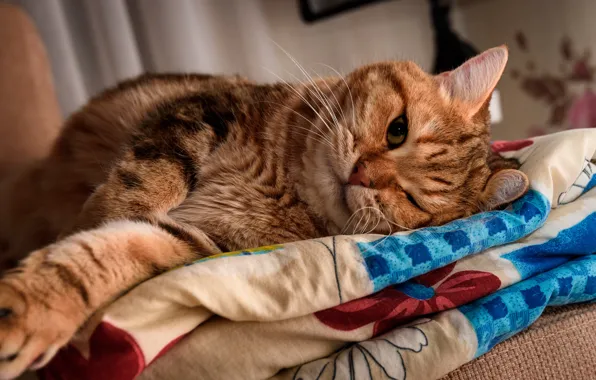 Cat, eyes, cat, look, pose, comfort, house, background
