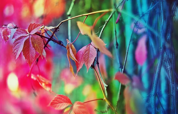 Color, tree, the fence, a fall mood