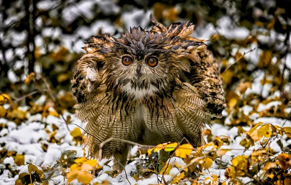 Nature, bird, owl