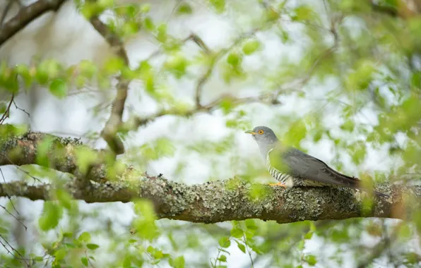 Picture greens, trees, branches, bird, foliage, blur, spring, pigeons