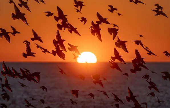 The sky, the sun, light, flight, sunset, birds, wings, pack